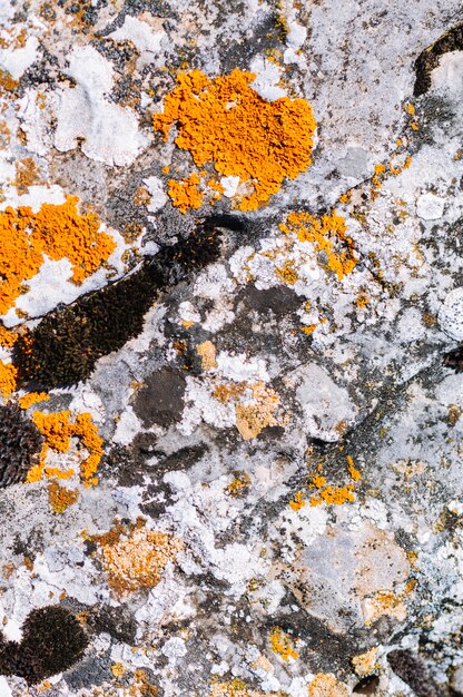 Close up of moss mold stone texture background