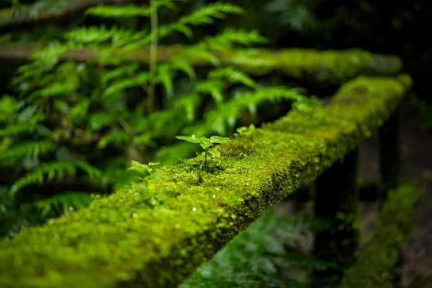 Free photo close-up of moss on railing of a fence at costa rica rainforest