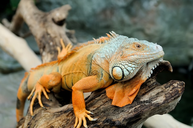 Free Photo close-up of a multi-colored male green iguana