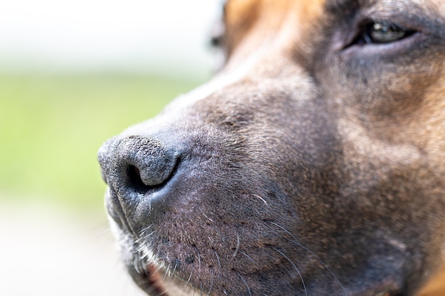 Close-up of the muzzle of a dog, labrador on a blurred light background.