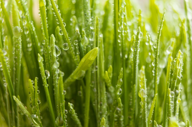 Free photo close up natural grass