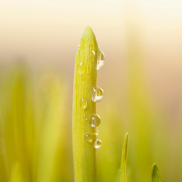 Close up natural grass