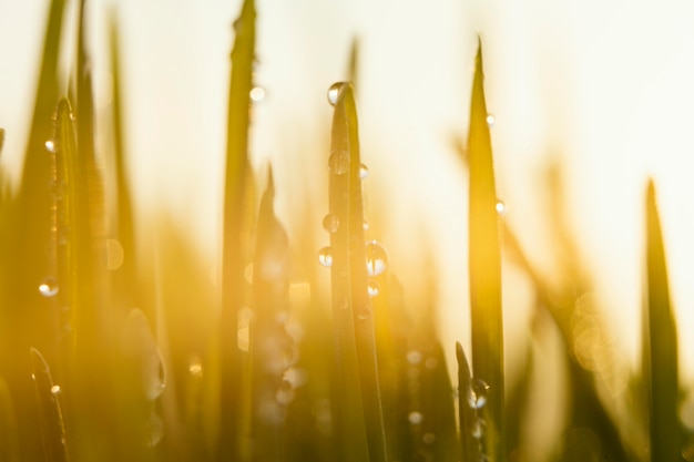 Free photo close up natural grass