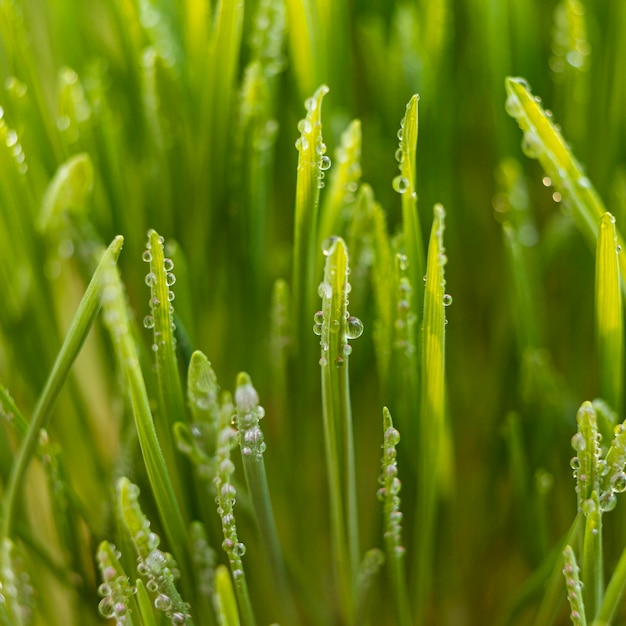 Free Photo close up natural grass