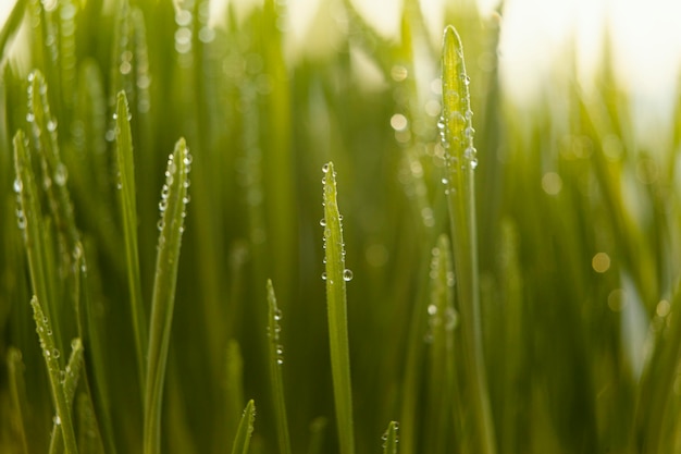 Free Photo close up natural grass