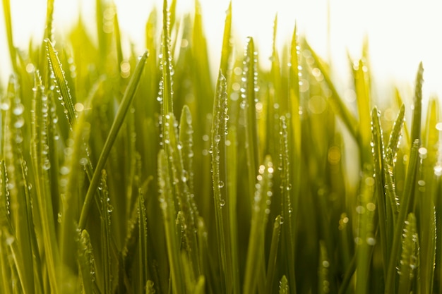 Free Photo close up natural grass