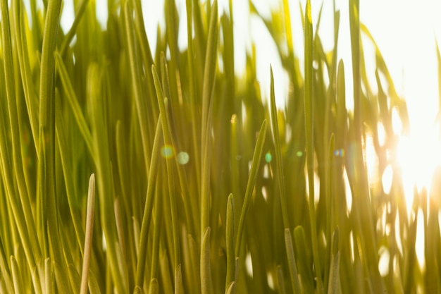 Free Photo close up natural grass