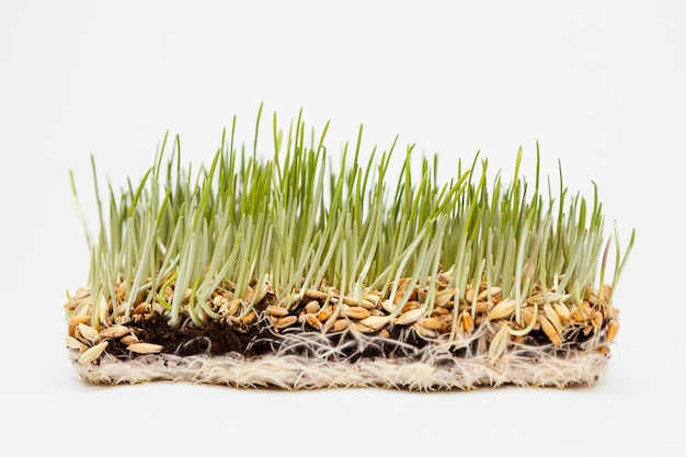 Free photo close up natural grass