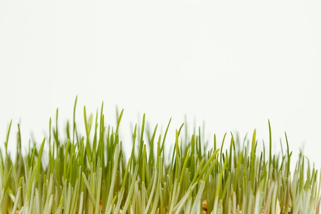 Free Photo close up natural grass