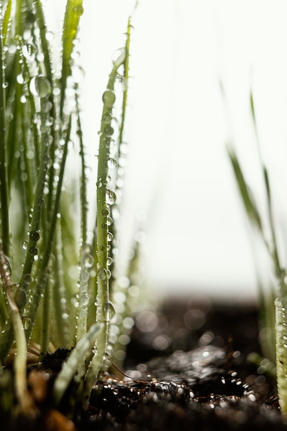 Free photo close up natural soil and grass