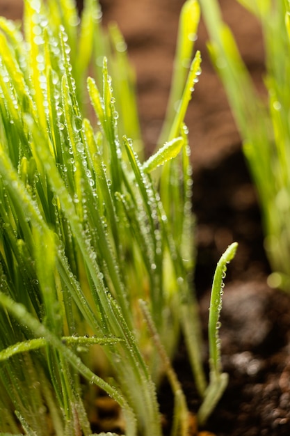 Close up natural soil and grass