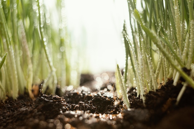 Free photo close up natural soil and grass