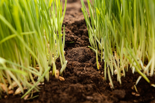 Close up natural soil and grass