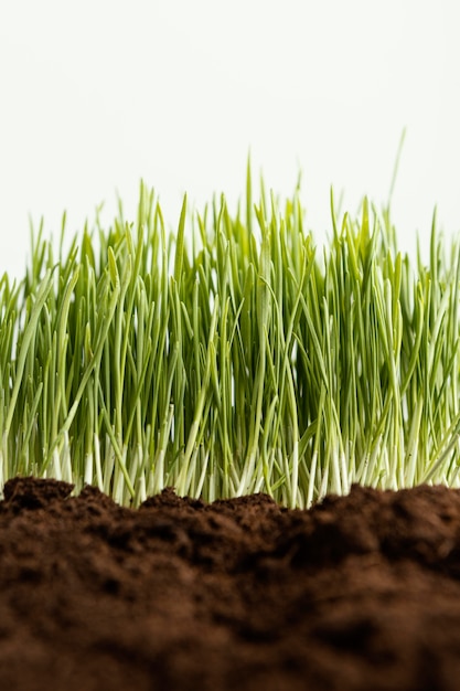 Close up natural soil and grass