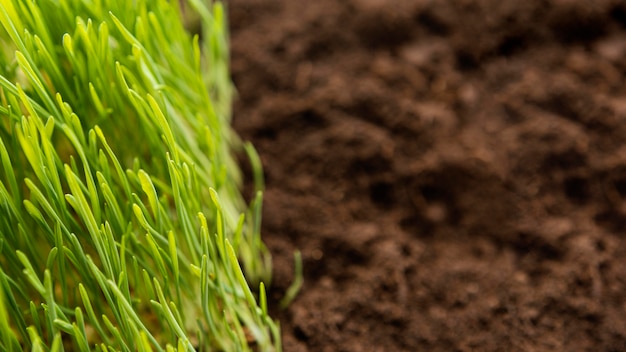 Close up natural soil and grass