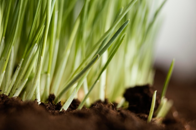 Free photo close up natural soil and grass