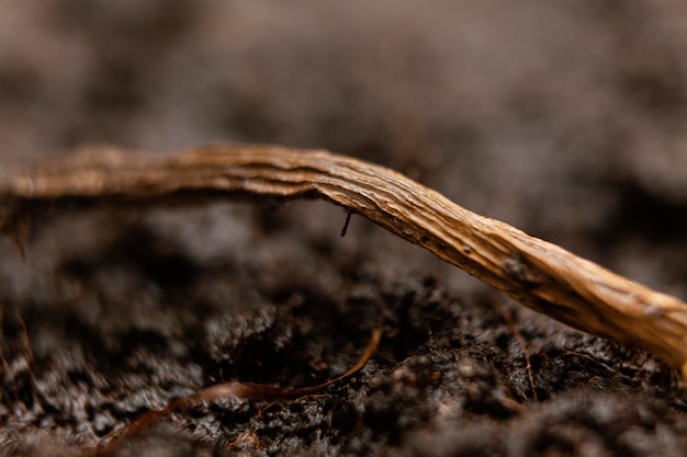 Free Photo close up natural soil