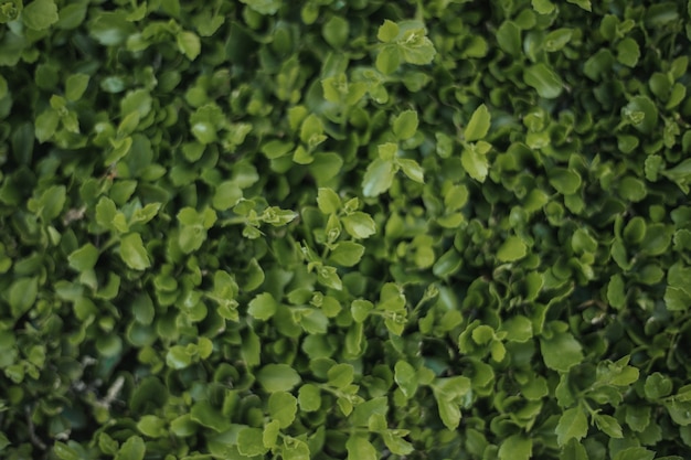 Free photo close-up of natural texture