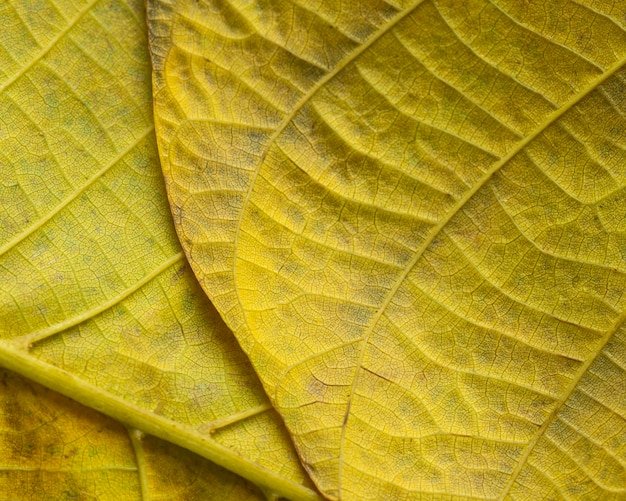 Free photo close-up of nerves of yellow leaf