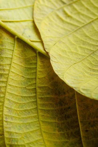 Free photo close-up nerves of yellow leaves