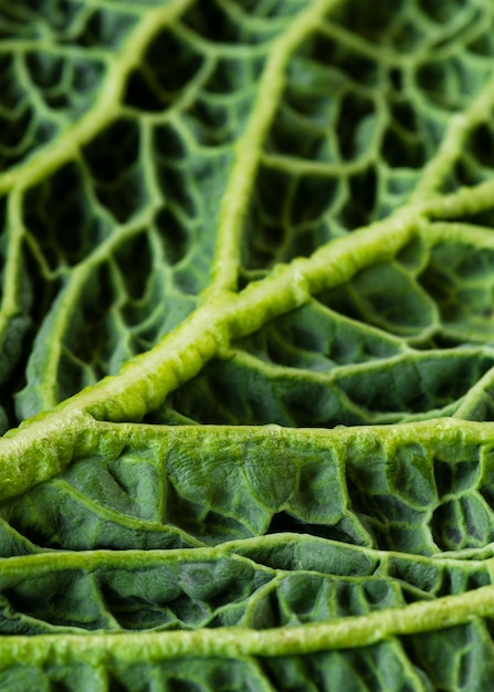 Free Photo close-up on nutritious food texture