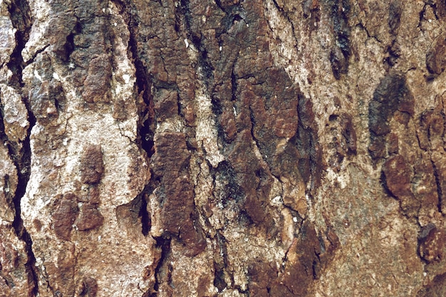 Free photo close-up of old tree texture background