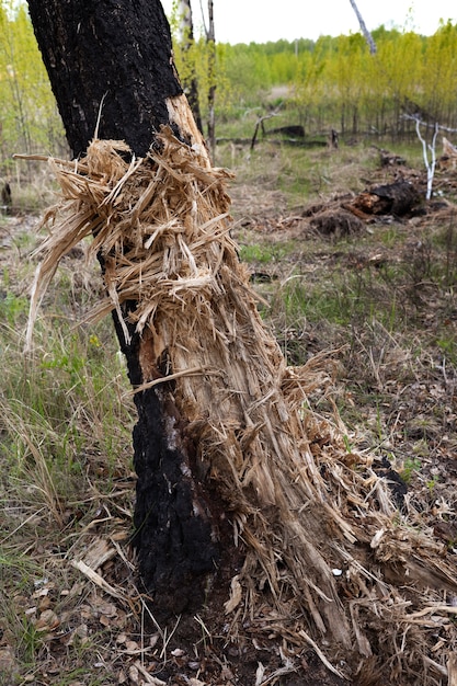 Free Photo close up on old tree trunk