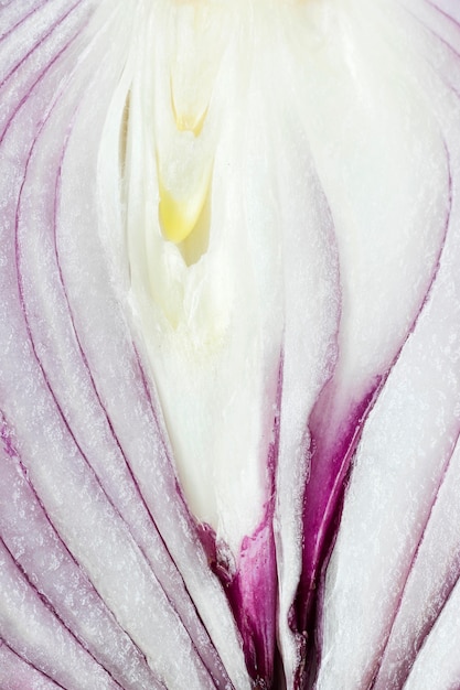 Close-up of onion slice