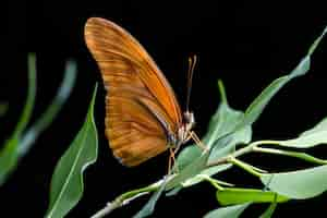 Free photo close up orange butterfly with black background