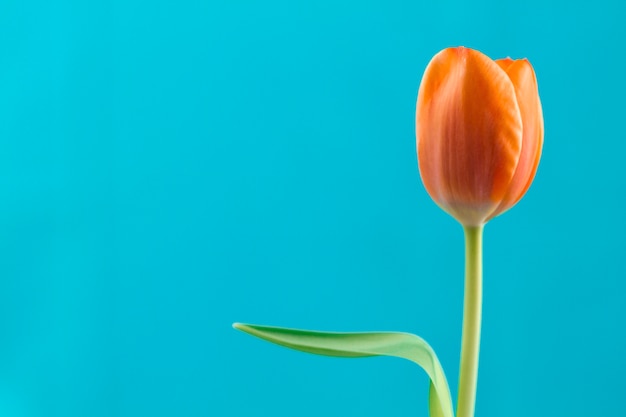 Free Photo close-up of orange tulip with blue background