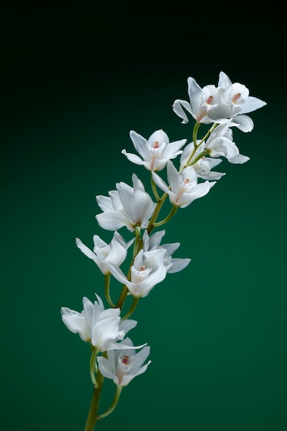 Free Photo close up on orchid flower details