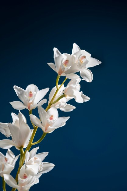 Close up on orchid flower details