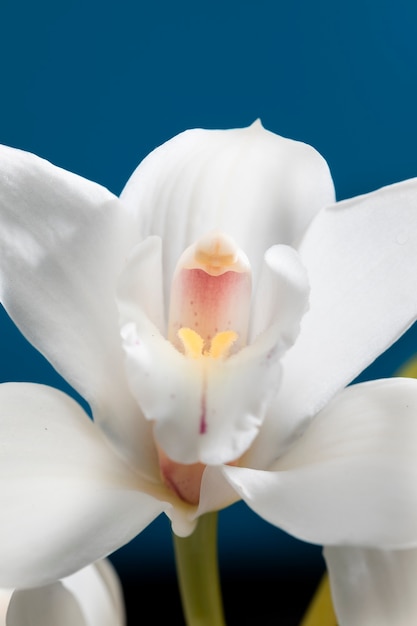 Free Photo close up on orchid flower details