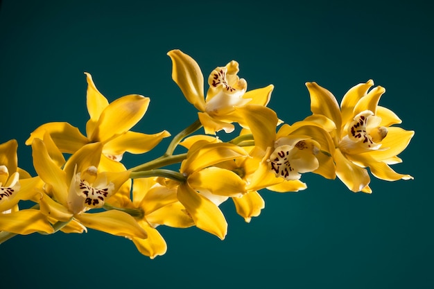 Close up on orchid flower details