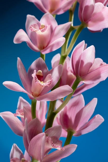 Close up on orchid flower details