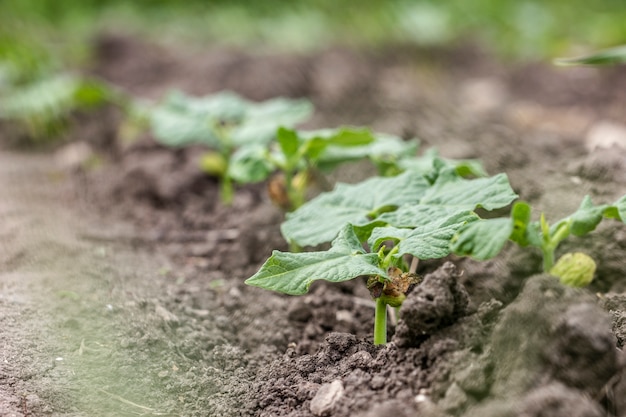 Free photo close-up organic garden plants