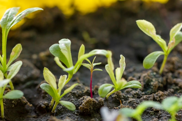 Free photo close-up organic small plants