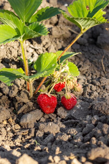 Close-up organic strawberries ready to be collected