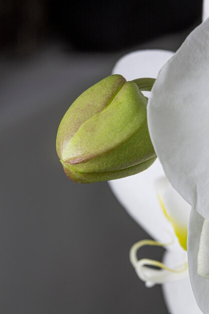 Close-up of orhchid plant