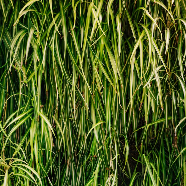 Free Photo close-up of ornamental grasses