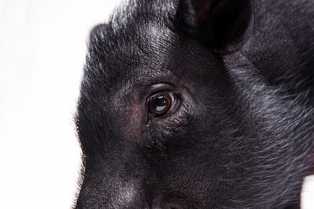 Free Photo close up ortrait of cute black pig