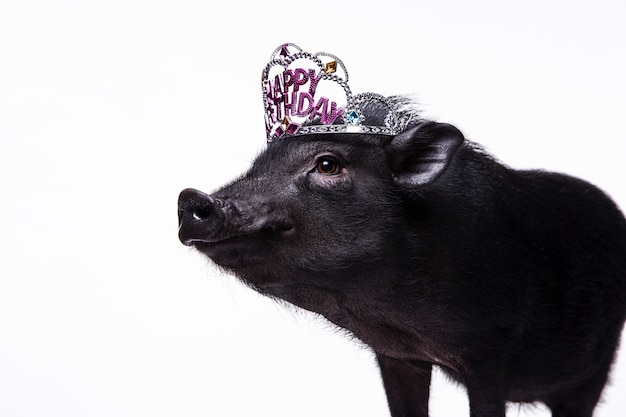 Free Photo close up ortrait of cute black pig