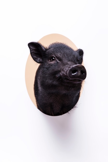 Close up ortrait of cute black pig