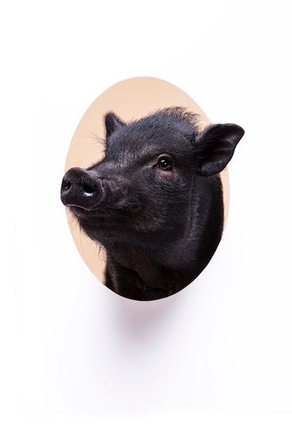 Close up ortrait of cute black pig