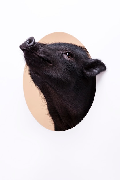 Free Photo close up ortrait of cute black pig