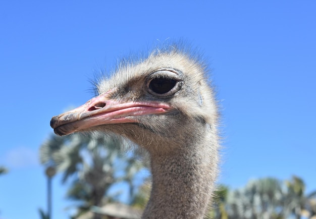 Free photo close-up of ostrich looking to the side