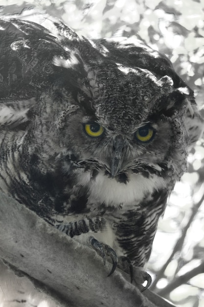 Free photo close up owl looking at camera