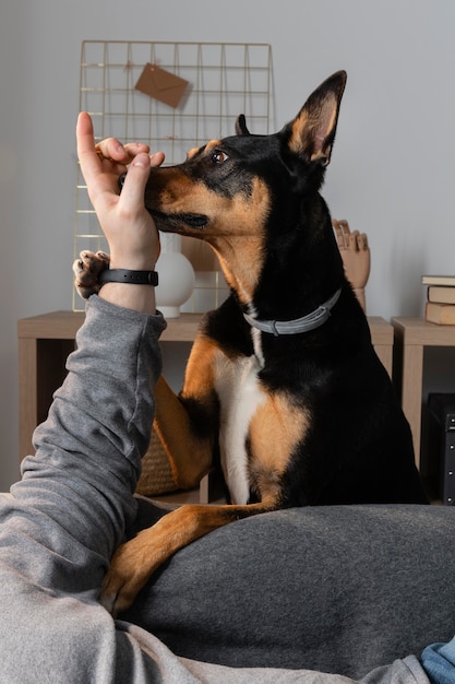 Free photo close up owner and dog playing