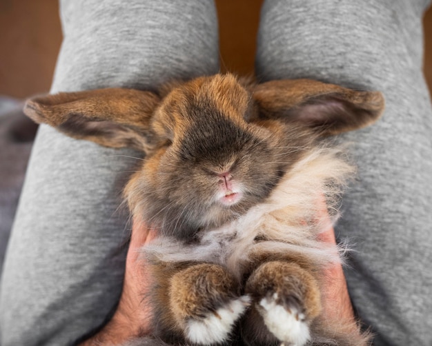 Free photo close up owner holding rabbit on legs