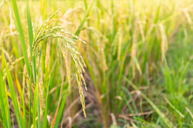 Free photo close up of paddy rice plant.